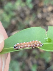Monoleuca semifascia