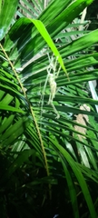 Phricta spinosa