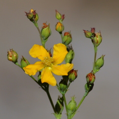 Hypericum connatum