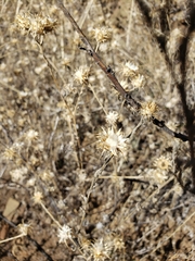 Centaurea melitensis