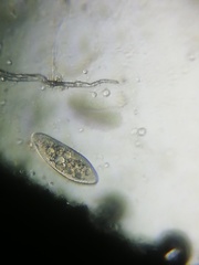 Paramecium