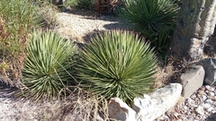 Agave stricta