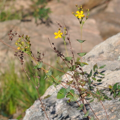 Hypericum connatum