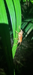 Gryllacrididae