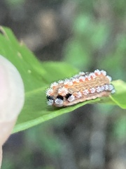 Monoleuca semifascia