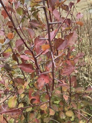 Pyrus