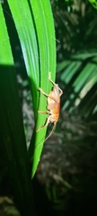 Gryllacrididae
