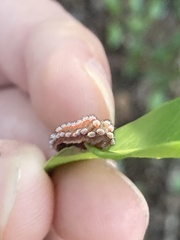 Monoleuca semifascia