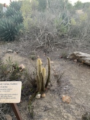 Bergerocactus emoryi