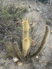 Bergerocactus emoryi