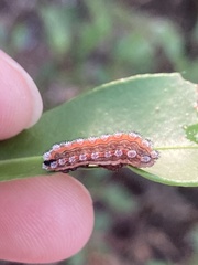Monoleuca semifascia