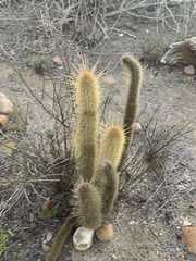Bergerocactus emoryi