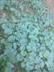 Malva sylvestris