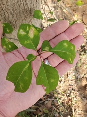 Forestiera acuminata