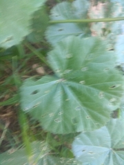 Malva sylvestris