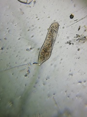 Paramecium