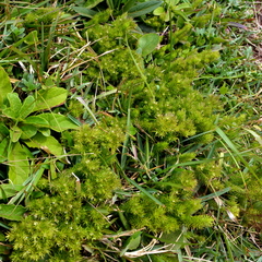 Cliococca selaginoides