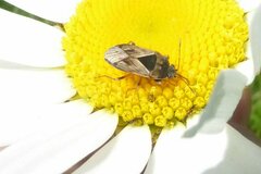 Trapezonotus ullrichi