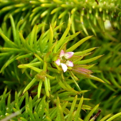 Cliococca selaginoides