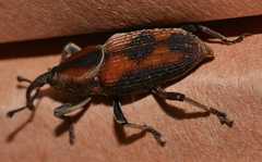 Rhabdoscelus obscurus
