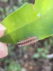 Monoleuca semifascia