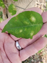 Forestiera acuminata