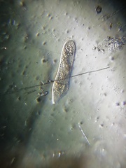 Paramecium
