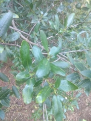 Rhamnus alaternus