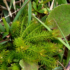 Cliococca selaginoides