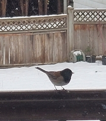 Junco hyemalis