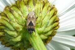 Trapezonotus ullrichi