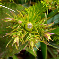 Cliococca selaginoides