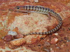 Eremiascincus richardsonii