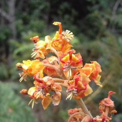 Byrsonima pachyphylla
