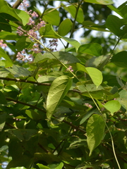 Mascagnia divaricata