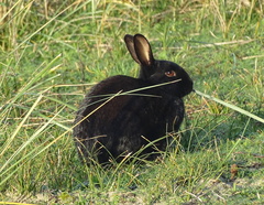 Oryctolagus cuniculus domesticus
