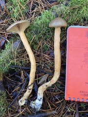 Chroogomphus vinicolor