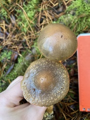 Chroogomphus vinicolor