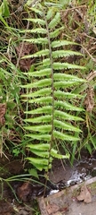 Thelypteridaceae