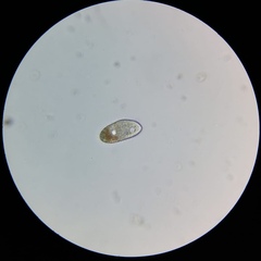 Paramecium