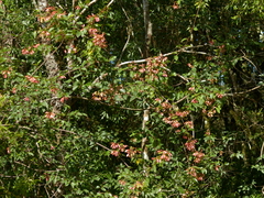 Heteropterys syringifolia