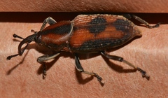 Rhabdoscelus obscurus