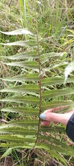 Thelypteridaceae