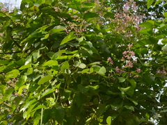 Mascagnia divaricata