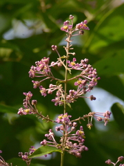 Mascagnia divaricata