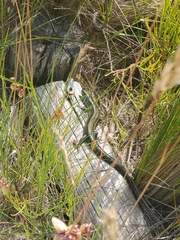 Lissolepis coventryi