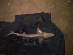 Acipenser fulvescens