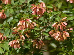 Heteropterys syringifolia