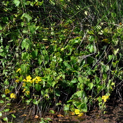 Stigmaphyllon ciliatum