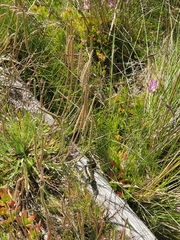 Lissolepis coventryi